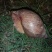 野生蜗牛色彩斑斓肉体鲜嫩