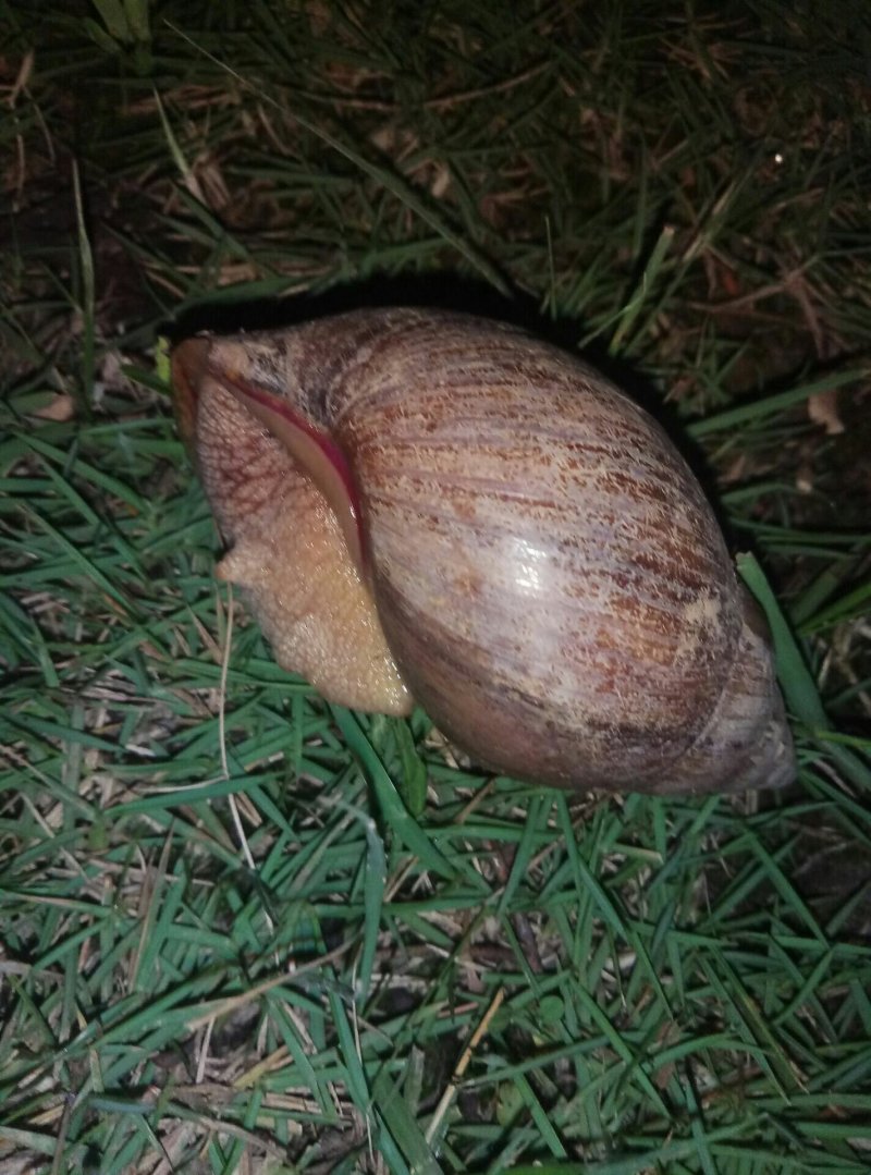 野生蜗牛色彩斑斓肉体鲜嫩