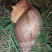 野生蜗牛色彩斑斓肉体鲜嫩
