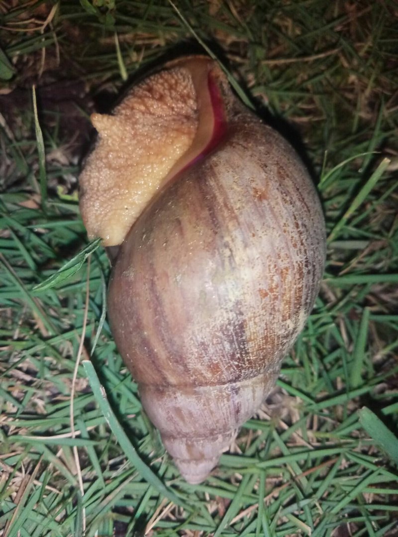 野生蜗牛色彩斑斓肉体鲜嫩