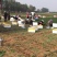 辽宁菠菜精品大叶菠菜基地直供25-30cm价格便宜