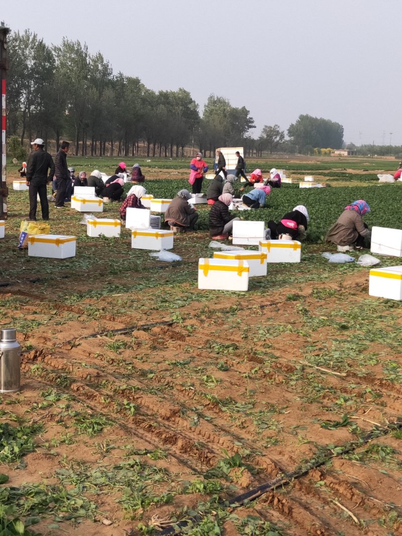 辽宁菠菜精品大叶菠菜基地直供25-30cm价格便宜