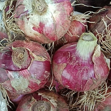 洋葱大量上市，欢迎前来选购