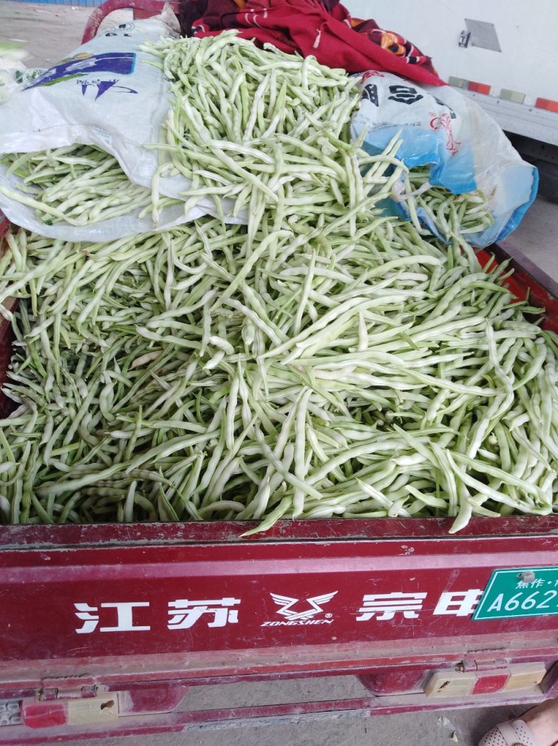 河南焦作博爱白不老质量上乘
