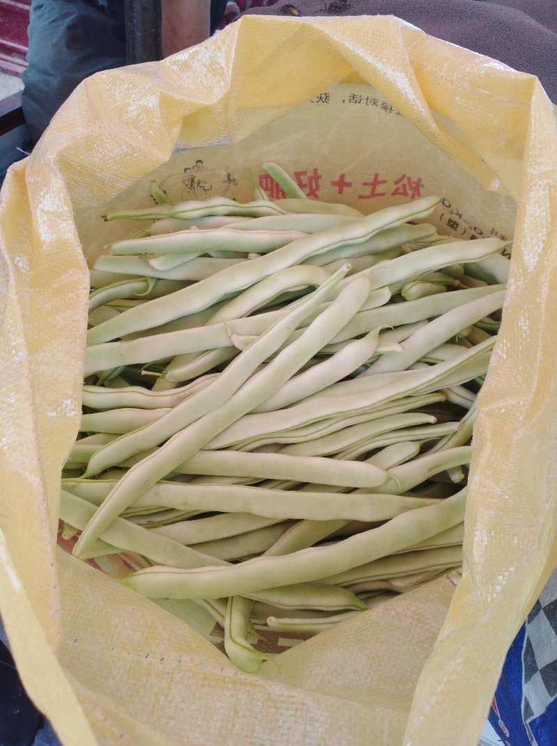 河南焦作博爱白不老质量上乘