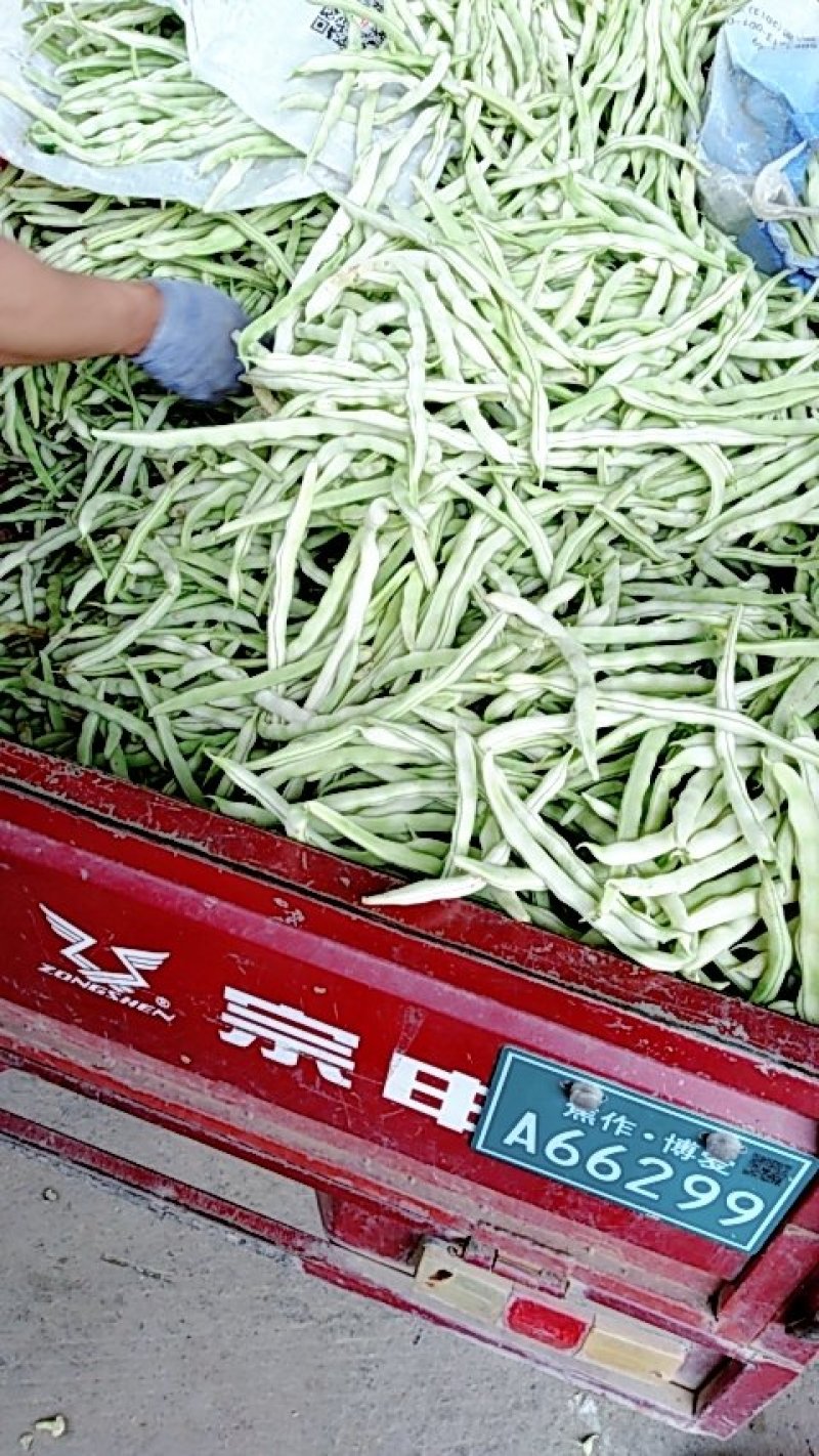 河南焦作博爱白不老质量上乘