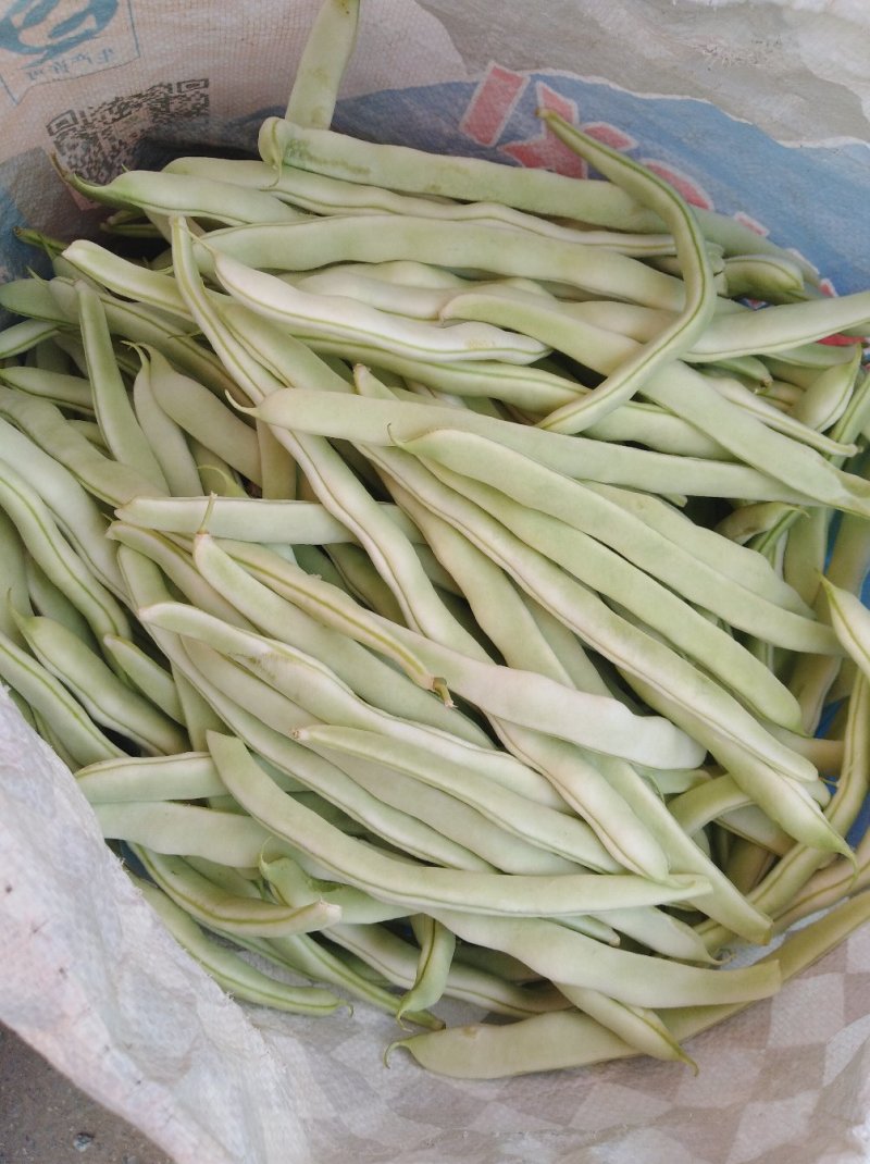 河南焦作博爱白不老质量上乘