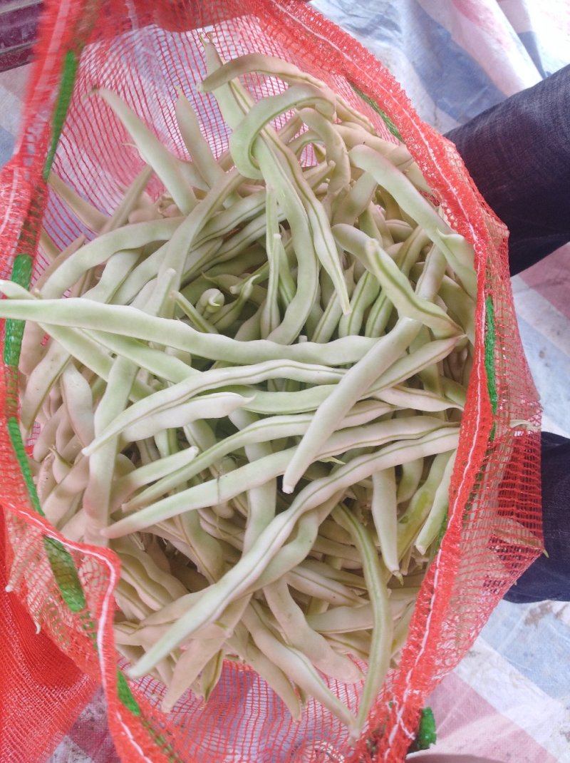 河南焦作博爱白不老质量上乘