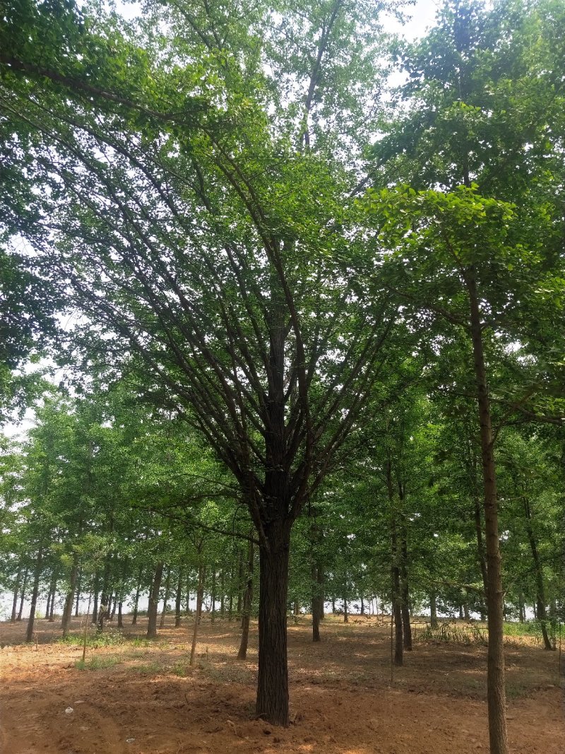 银杏树精品五十公分和各种规格的实生树，嫁接树，金叶银杏树