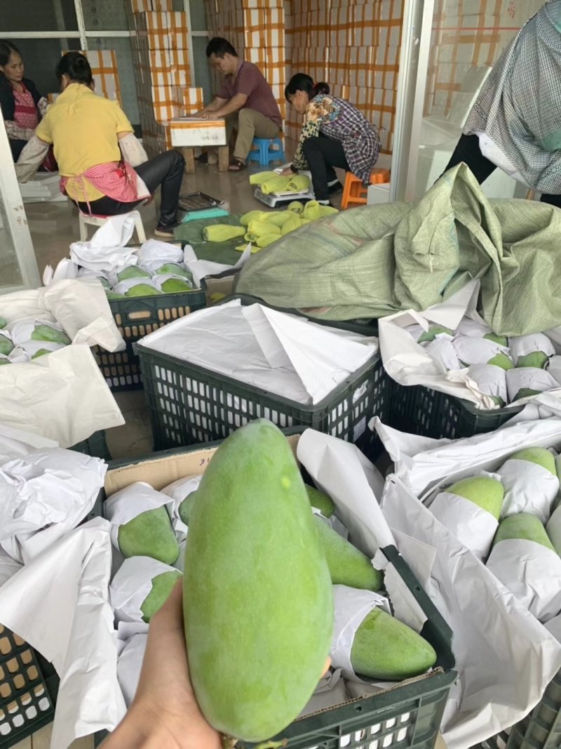 大青芒肉厚核薄纯甜无酸一件代发批发9斤5斤3斤产地直发