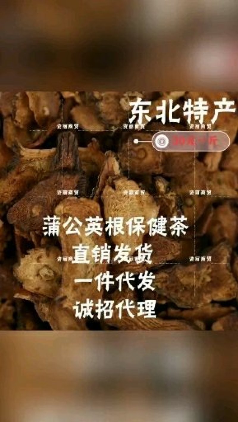 长白山野生新鲜蒲公英婆婆丁带根发货