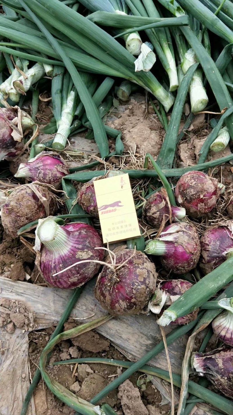 河南开封通许精品洋葱，量大，万亩直销，有需要的老板前来考