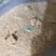 猪胆粉浙江干货散装1斤起包邮量大从优