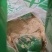 猪胆粉浙江干货散装1斤起包邮量大从优