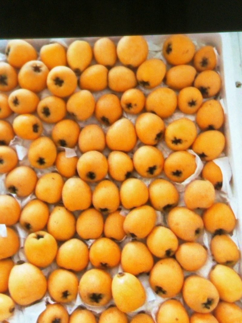 蒙自枇杷，个大味美，止咳生津。