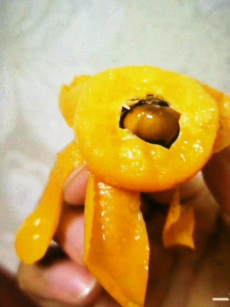 蒙自枇杷，个大味美，止咳生津。