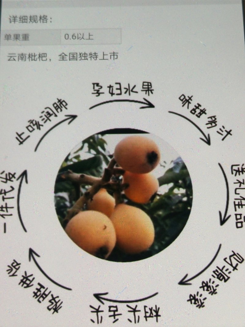 蒙自枇杷，个大味美，止咳生津。