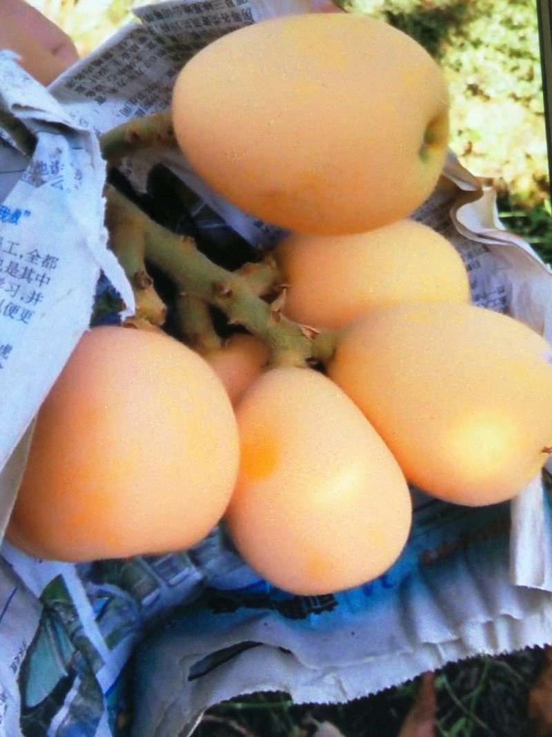 蒙自枇杷，个大味美，止咳生津。