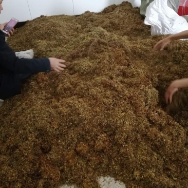 精选特级新货野生金银花色青，无硫，无沫，纯净金银花