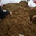 精选特级新货野生金银花色青，无硫，无沫，纯净金银花