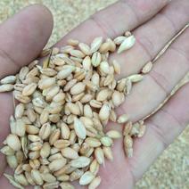 新小麦烘干小麦自然晒干小麦净粮毛粮包装小麦