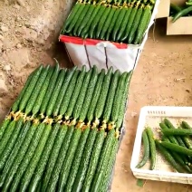 黄瓜