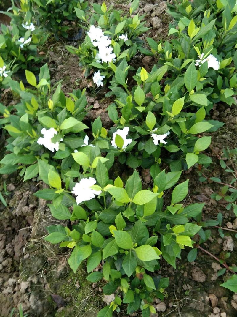 栀子花：地杯苗。每年的4底上市