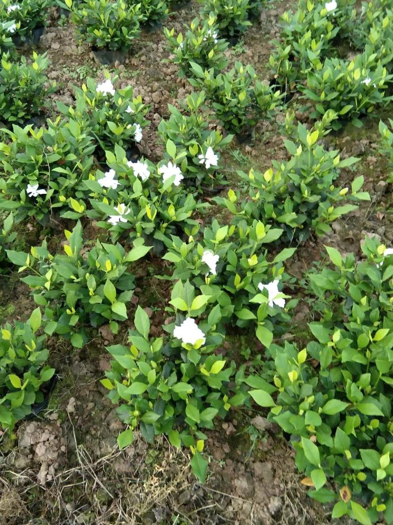 栀子花：地杯苗。每年的4底上市