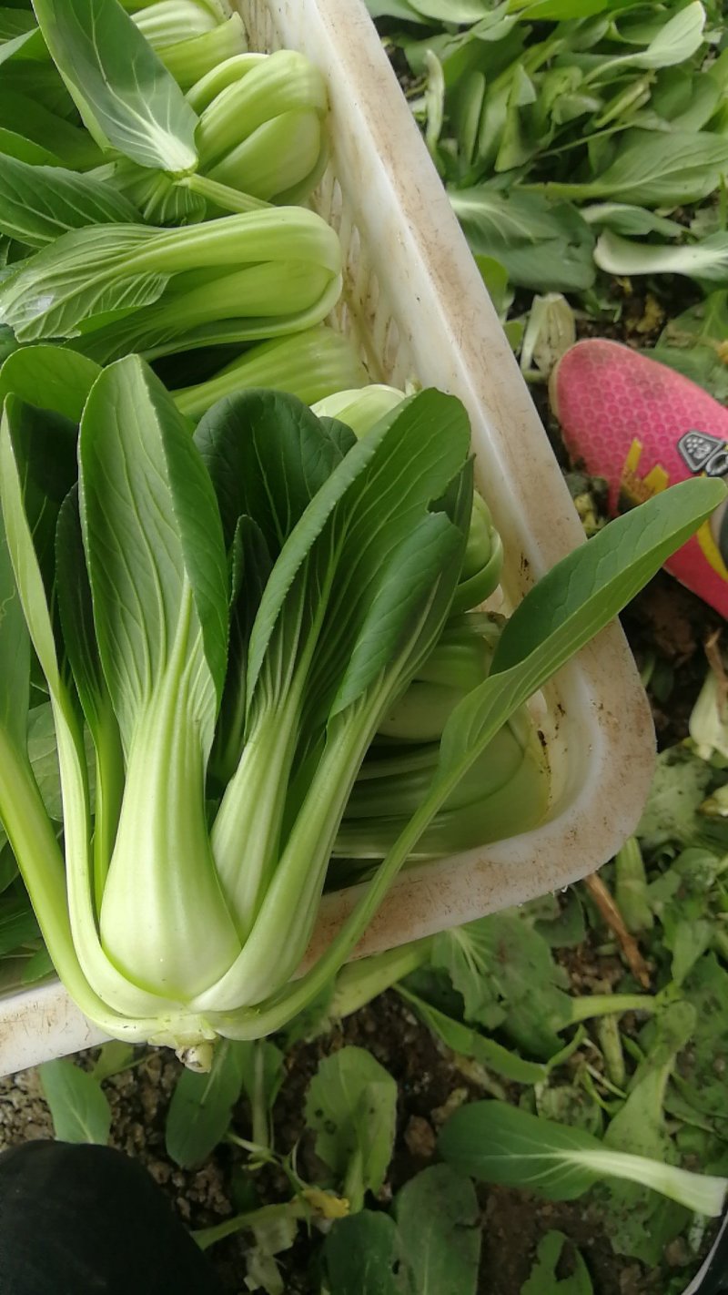 精品中颗油菜
