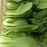 精品中颗油菜