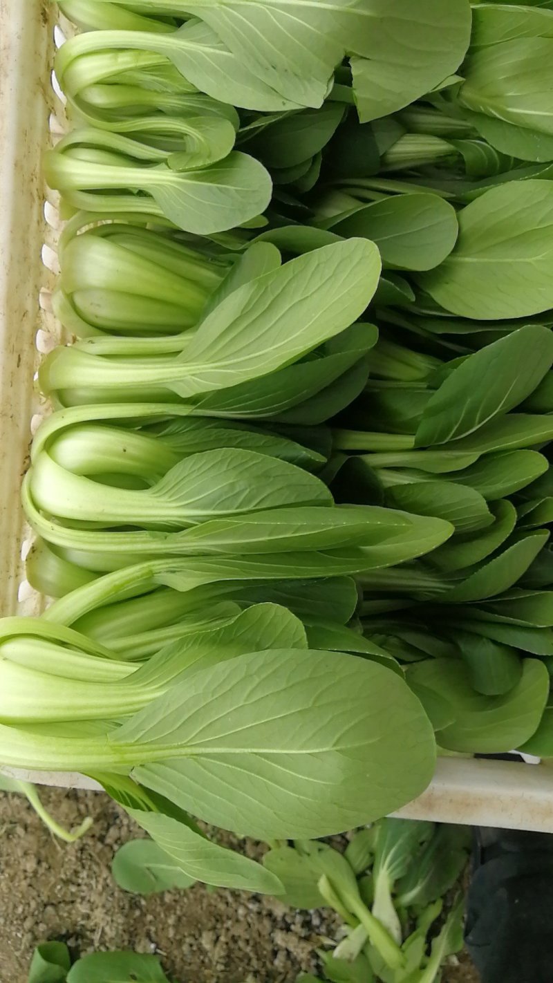 精品中颗油菜