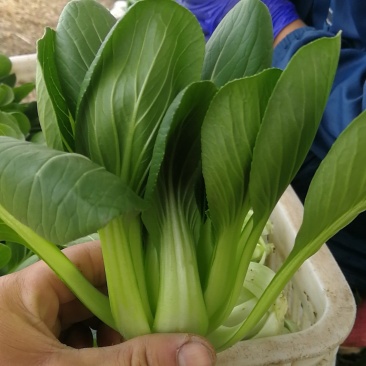 精品中颗油菜