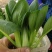 精品中颗油菜