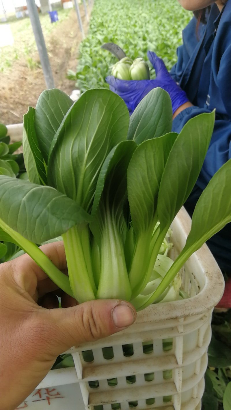 精品中颗油菜