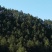 松山115亩，松木1000多立方流转19年