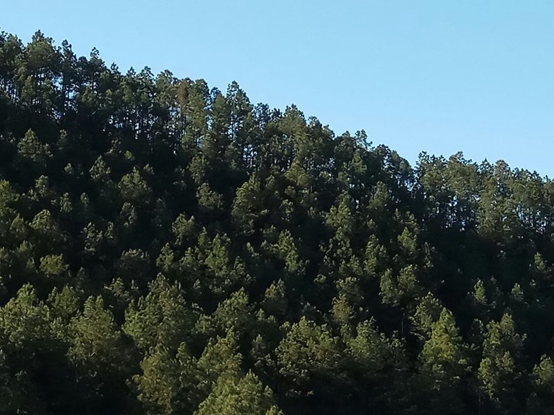 松山115亩，松木1000多立方流转19年