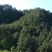 松山115亩，松木1000多立方流转19年
