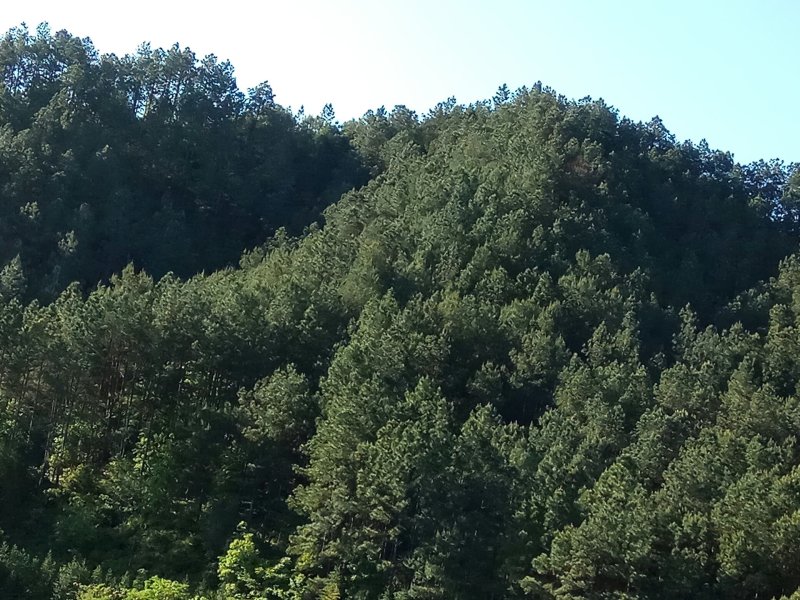 松山115亩，松木1000多立方流转19年