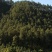 松山115亩，松木1000多立方流转19年