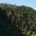 松山115亩，松木1000多立方流转19年