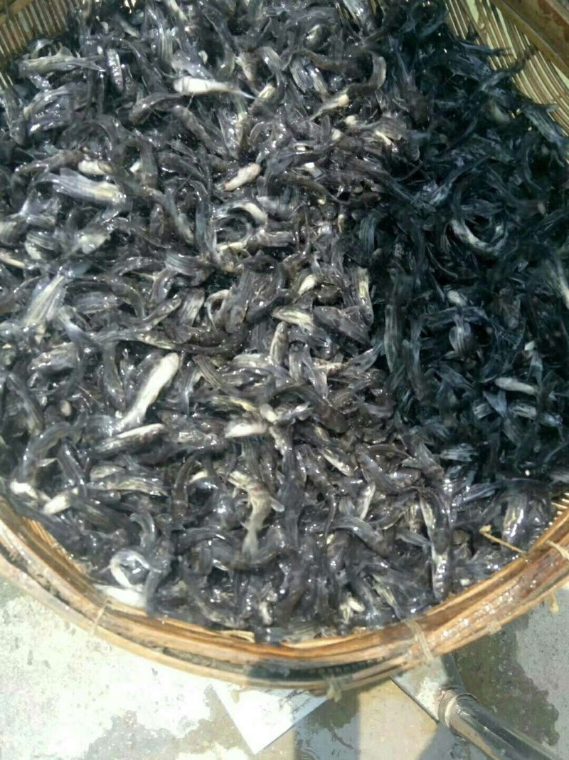 杂交优质黄桑鱼水花