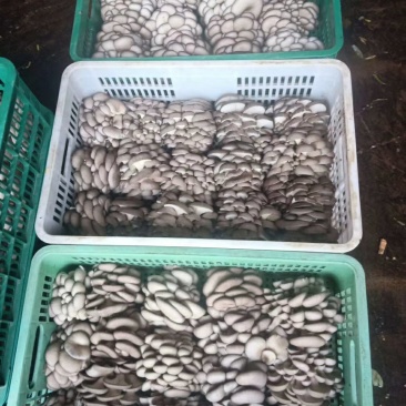 精品夏菇头茬平菇上市，，，，