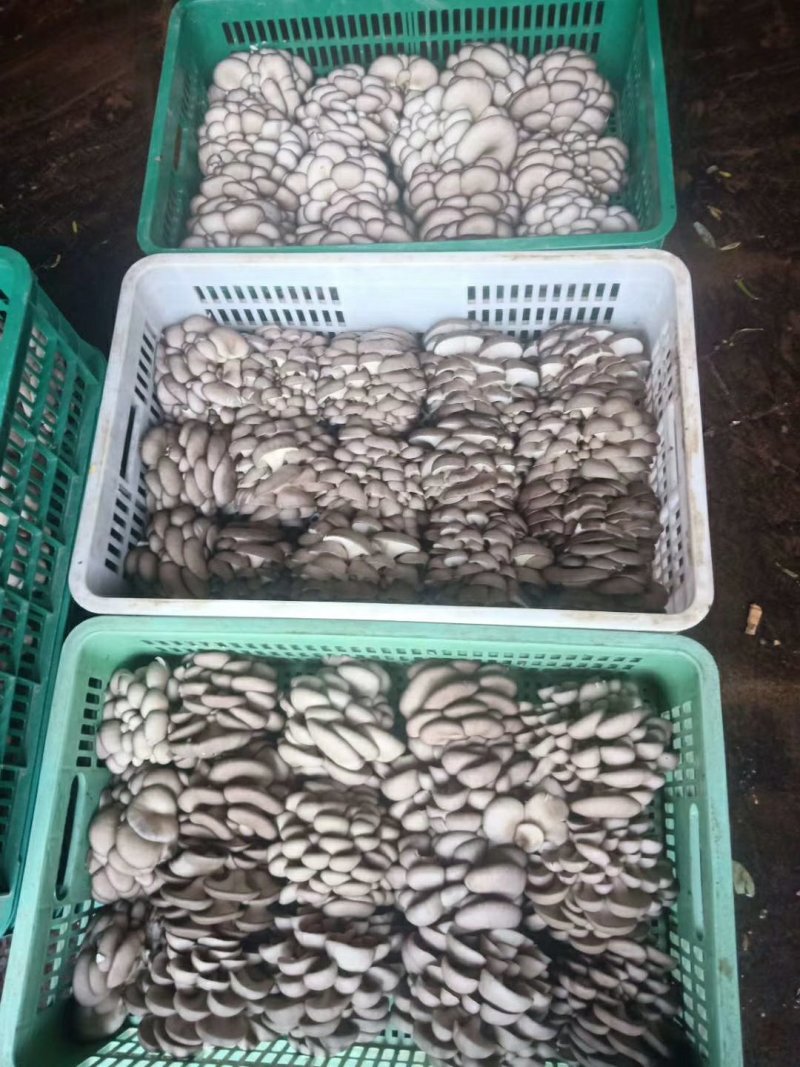 精品夏菇头茬平菇上市，，，，