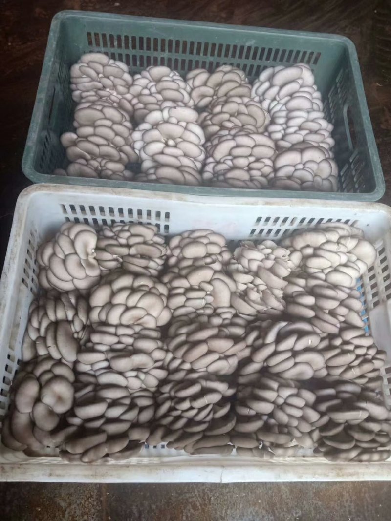 精品夏菇头茬平菇上市，，，，
