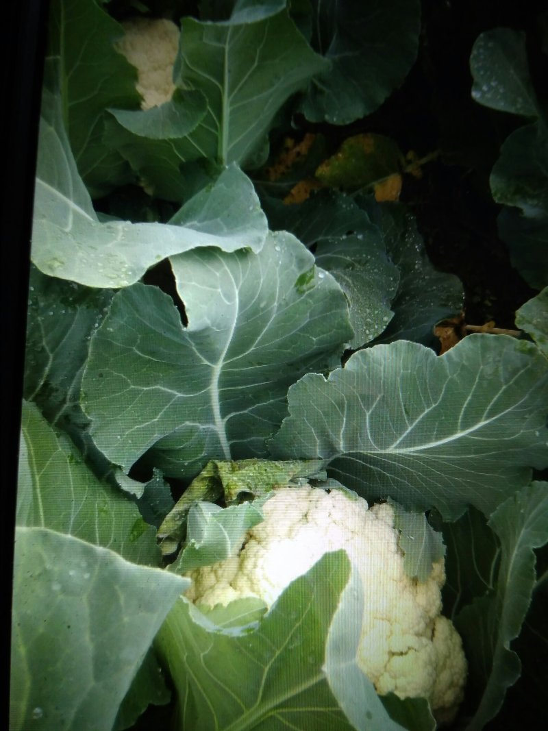 松花菜，白面青梗，基地货源，现砍现装，代发全国