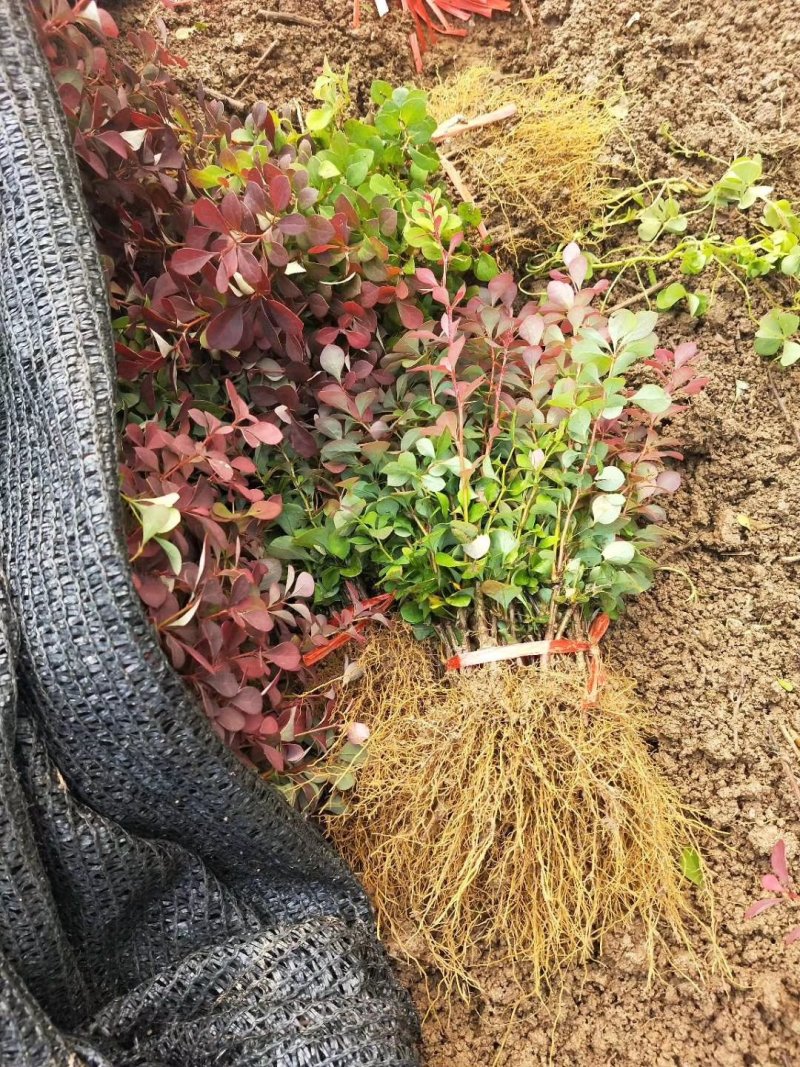 红叶小波道路小区别墅绿化用可以视频看货选货