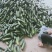 福建大黄瓜。吊瓜，粉瓜，花瓜现摘现发货源充足一手货源
