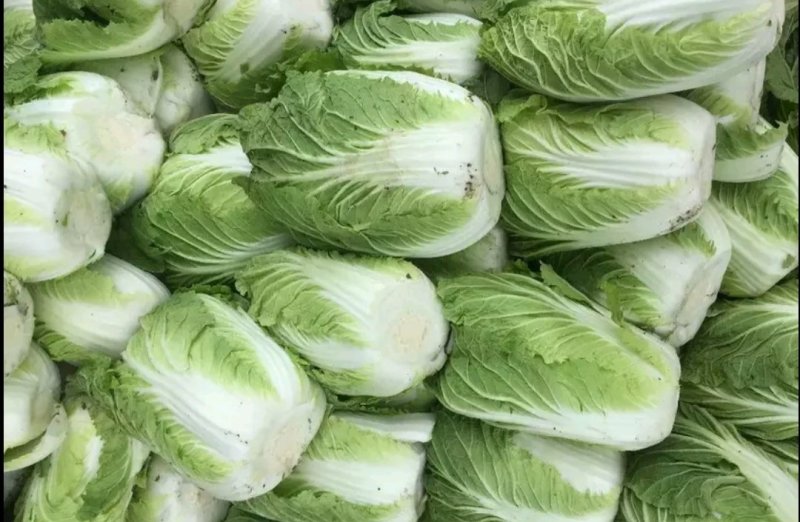 白菜