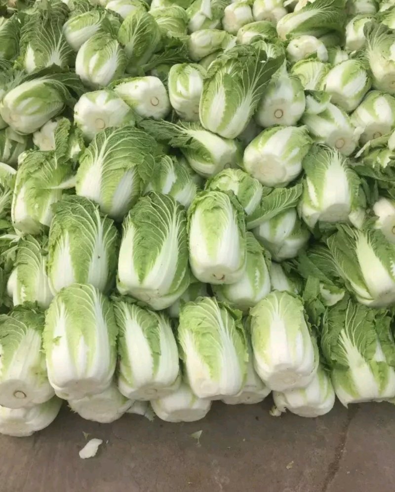 白菜