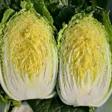 白菜